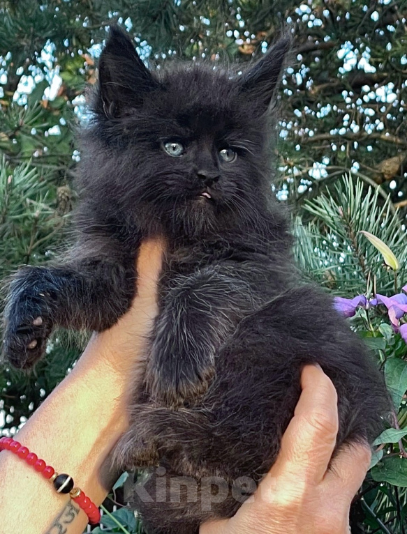 Кошки в Санкт-Петербурге: Мейн кун черный котенок Мальчик, 80 000 руб. - фото 1