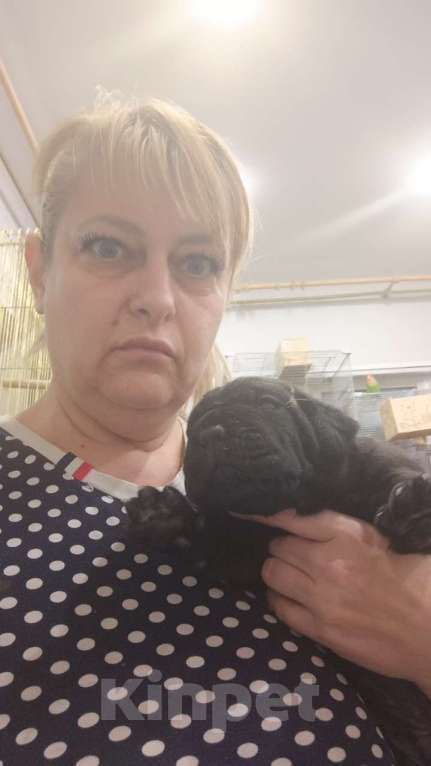 Собаки в других городах Московской области: Щенки  Мальчик, Бесплатно - фото 2