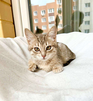 Объявление: Котенок Мишель - уютная красавица в добрые руки , Бесплатно, Москва