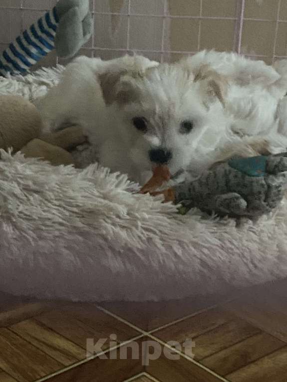 Собаки в Невинномысске: На продажу щенок Голддаст йоркширский терьер Мальчик, 85 000 руб. - фото 8