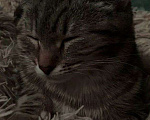 Кошки в Егорьевске: Котёнок (девочка) 4 месяца Девочка, 10 руб. - фото 3