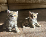 Кошки в Ульяновске: Шотландцы прямоухие  Мальчик, 4 000 руб. - фото 4