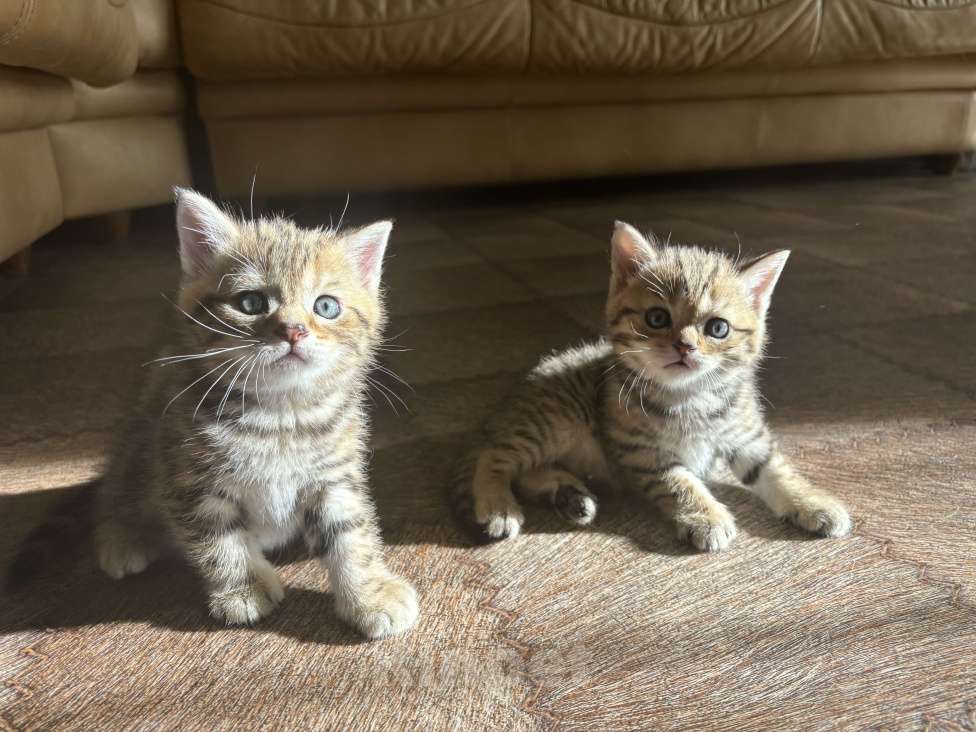 Кошки в Ульяновске: Шотландцы прямоухие  Мальчик, 4 000 руб. - фото 4