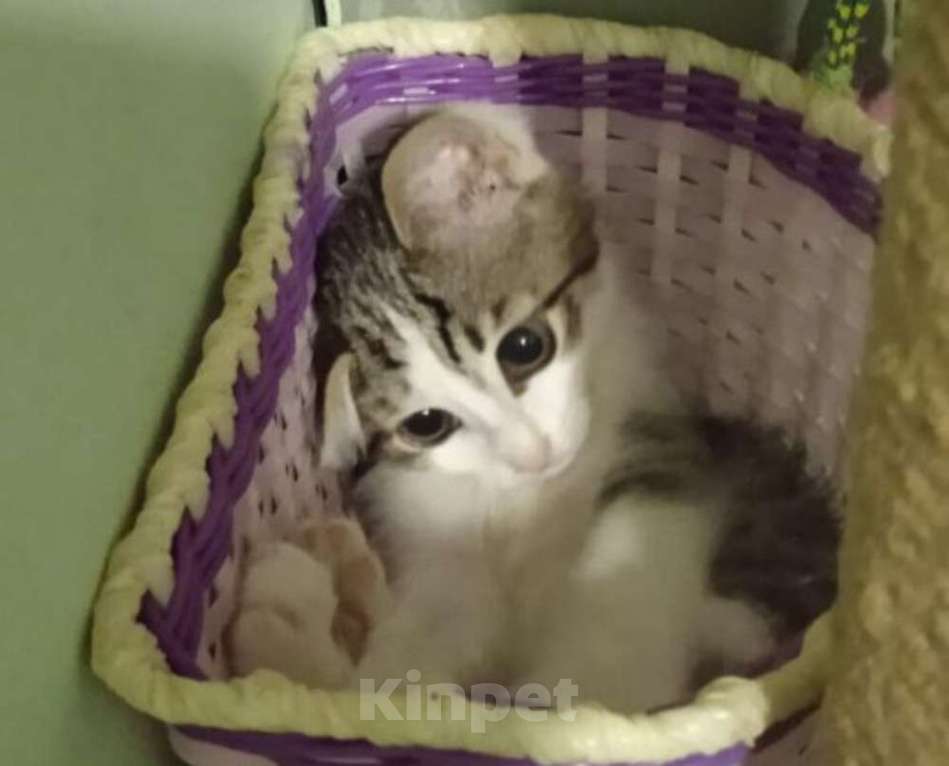 Кошки в Москве: Малыш Леопольд, добрейшая душа. Котенок 3 мес в добрые руки. Мальчик, Бесплатно - фото 8