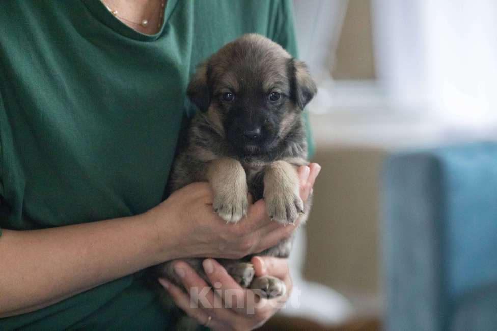 Собаки в Москве: Тиш ищет дом Мальчик, Бесплатно - фото 5