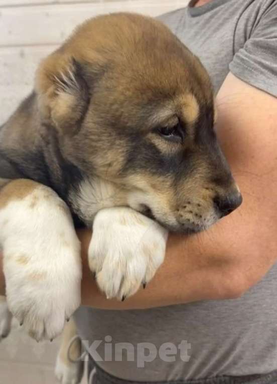 Собаки в других городах Московской области: Алабай Девочка, 50 000 руб. - фото 5