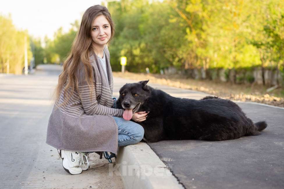 Собаки в Москве: Очень умный пёс-компаньон Мальчик, Бесплатно - фото 8