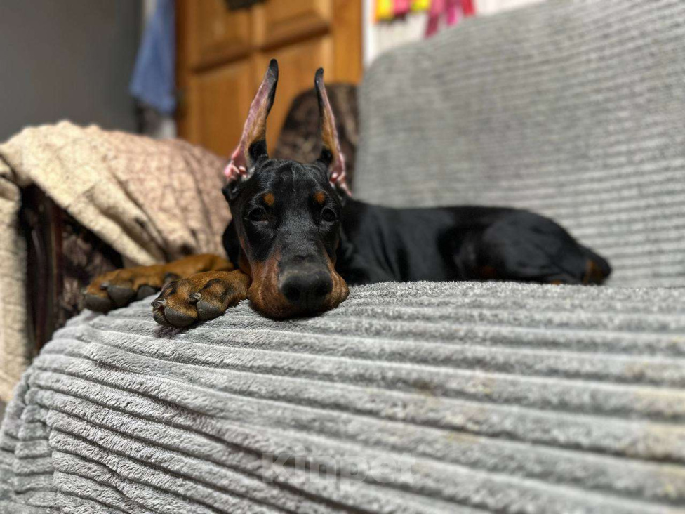 Собаки в Клине: Девочка, 3,5 мес. Девочка, 90 000 руб. - фото 1