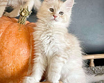 Кошки в Санкт-Петербурге: Мейн Кун котенок Мальчик, 60 руб. - фото 5