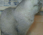 Кошки в Краснодаре: Серебристая шиншила шотландская, 10 000 руб. - фото 1
