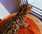 Кошки в Оленегорске: Бенгальские котята, 9 000 руб. - фото 1