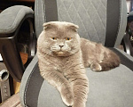 Кошки в Добрянке: Котята шотландские в ЦКК, 2 500 руб. - фото 5