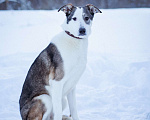 Собаки в Москве: Собака из приюта в добрые руки Девочка, Бесплатно - фото 4