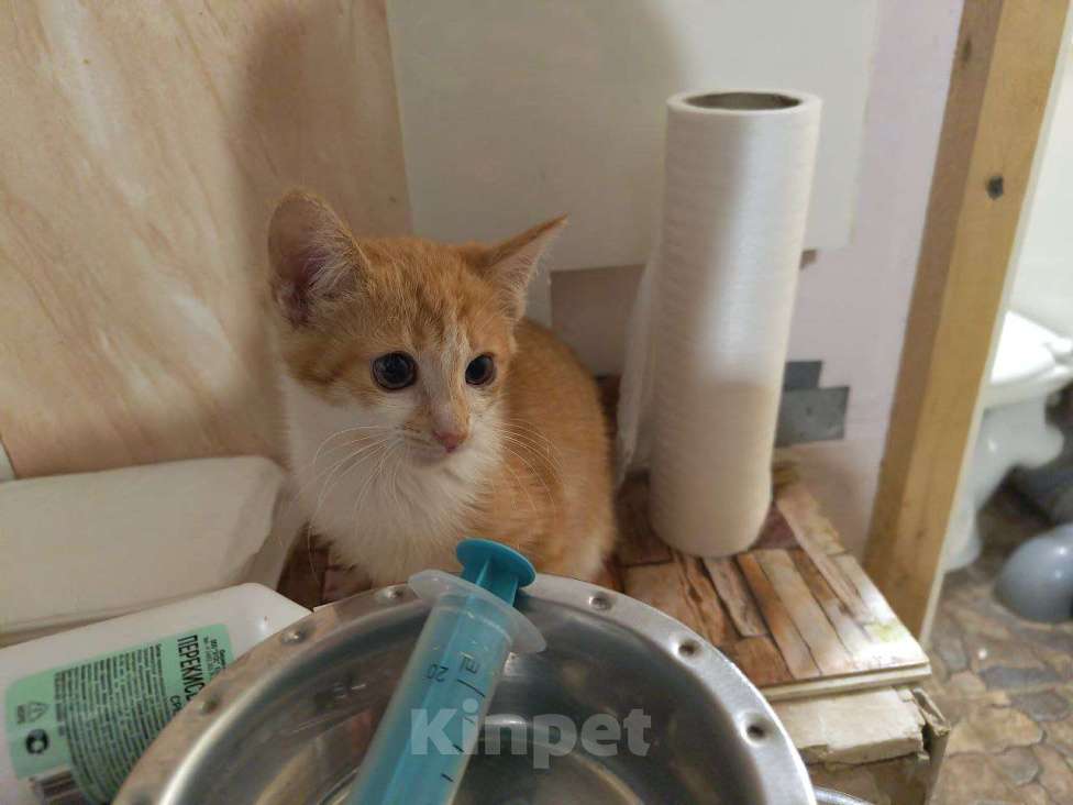 Кошки в других городах Московской области: Отдам рыжую красотку в добрые руки Девочка, 100 руб. - фото 6