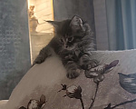 Кошки в Шатуре: Мей-кун котенок Девочка, 10 000 руб. - фото 5