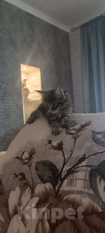 Кошки в Шатуре: Мей-кун котенок Девочка, 10 000 руб. - фото 5