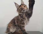 Кошки в Ейске: котята Мейн-Кун Девочка, 30 000 руб. - фото 1