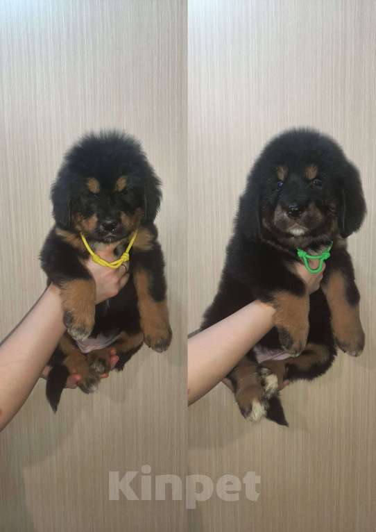 Собаки в Курганинске: Щенки тибетского мастифа  Девочка, Бесплатно - фото 3