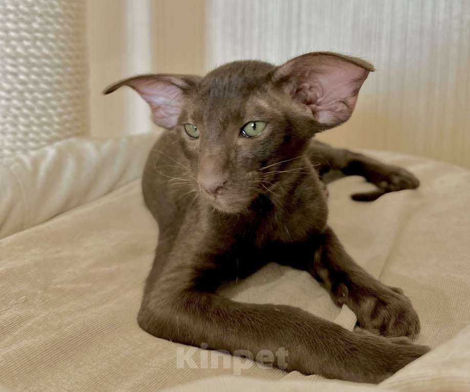 Кошки в Санкт-Петербурге: Котик шоколадного окраса Мальчик, Бесплатно - фото 8