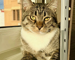 Кошки в Москве: Роскошный полосатый котик Кекс в добрые руки Мальчик, Бесплатно - фото 1