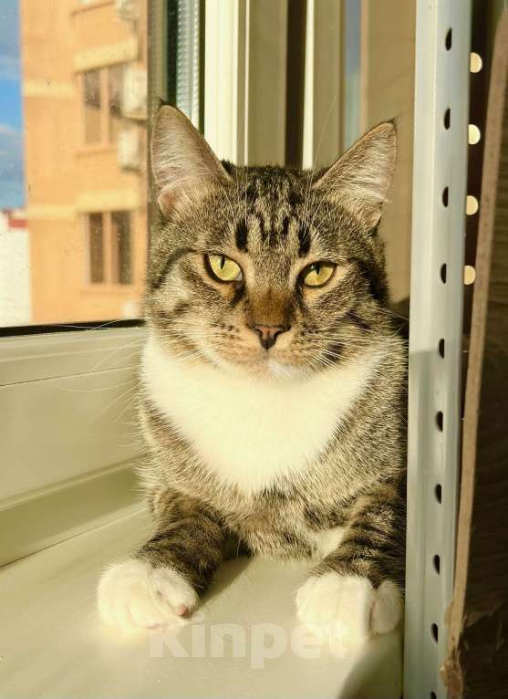 Кошки в Москве: Роскошный полосатый котик Кекс в добрые руки Мальчик, Бесплатно - фото 1
