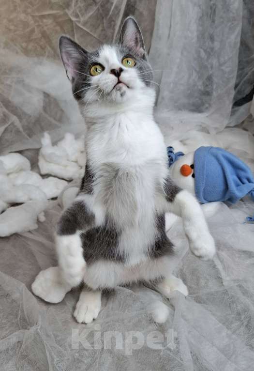 Кошки в Москве: Котёнок с сердечком на носу в добрые руки  Мальчик, Бесплатно - фото 8