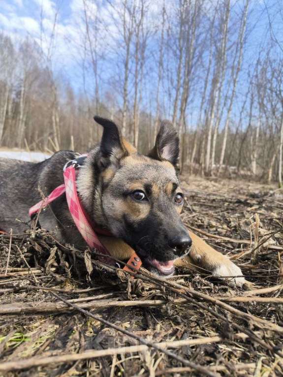 Собаки в Ногинске: Щенок ищет дом Девочка, Бесплатно - фото 9