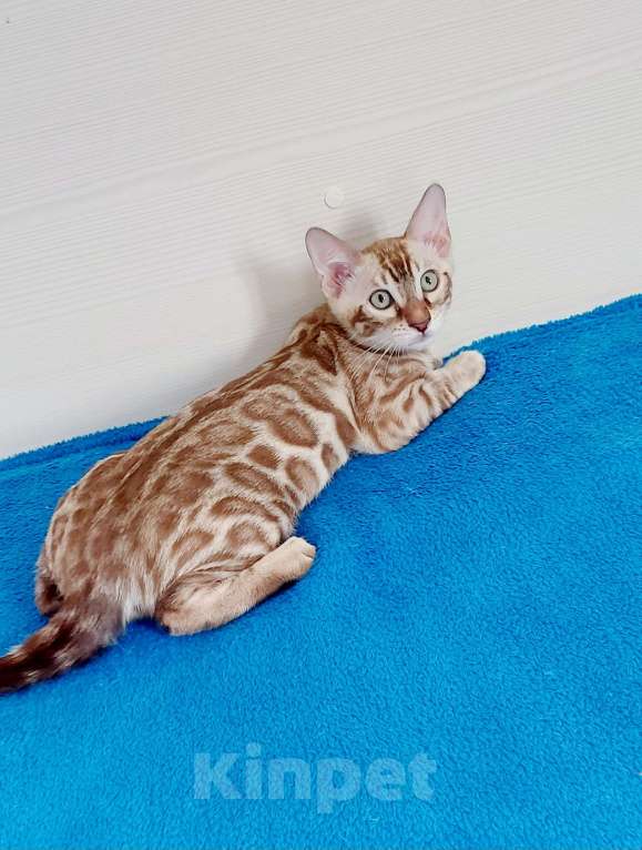 Кошки в Москве: Бенгальский мальчик Мальчик, 40 000 руб. - фото 8