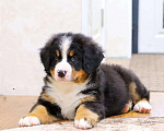 Собаки в Москве: Бернский Зенненхунд щенок Мальчик, Бесплатно - фото 3