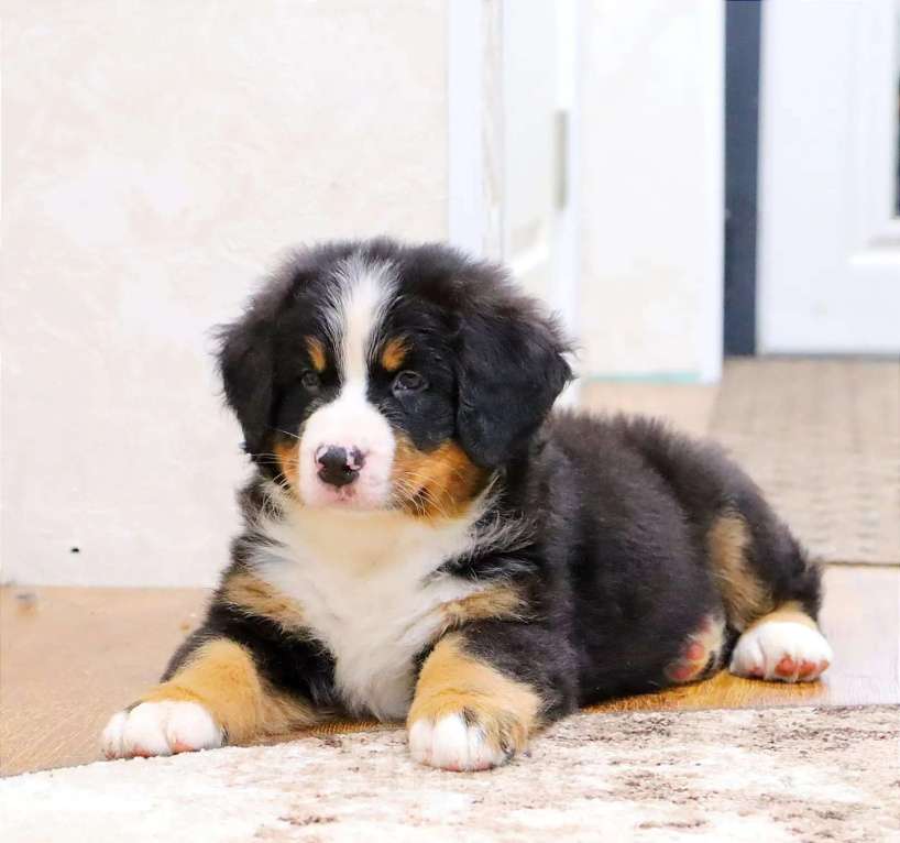 Собаки в Москве: Бернский Зенненхунд щенок Мальчик, Бесплатно - фото 3