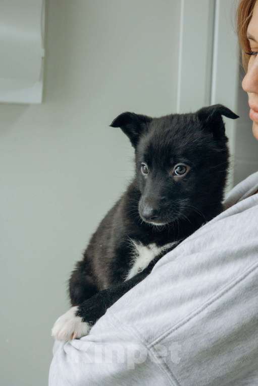 Собаки в Москве: Щенки бесплатно в Москве Девочка, Бесплатно - фото 6