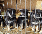 Собаки в Смоленске: Щенки Восточно-европейской овчарки  Девочка, 8 000 руб. - фото 9