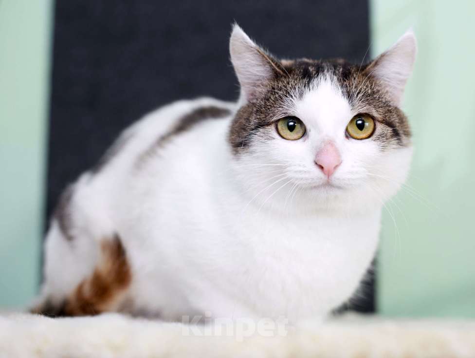 Кошки в Москве: Умнейшая трехцветная кошечка Женечка в добрые руки Девочка, 10 руб. - фото 9