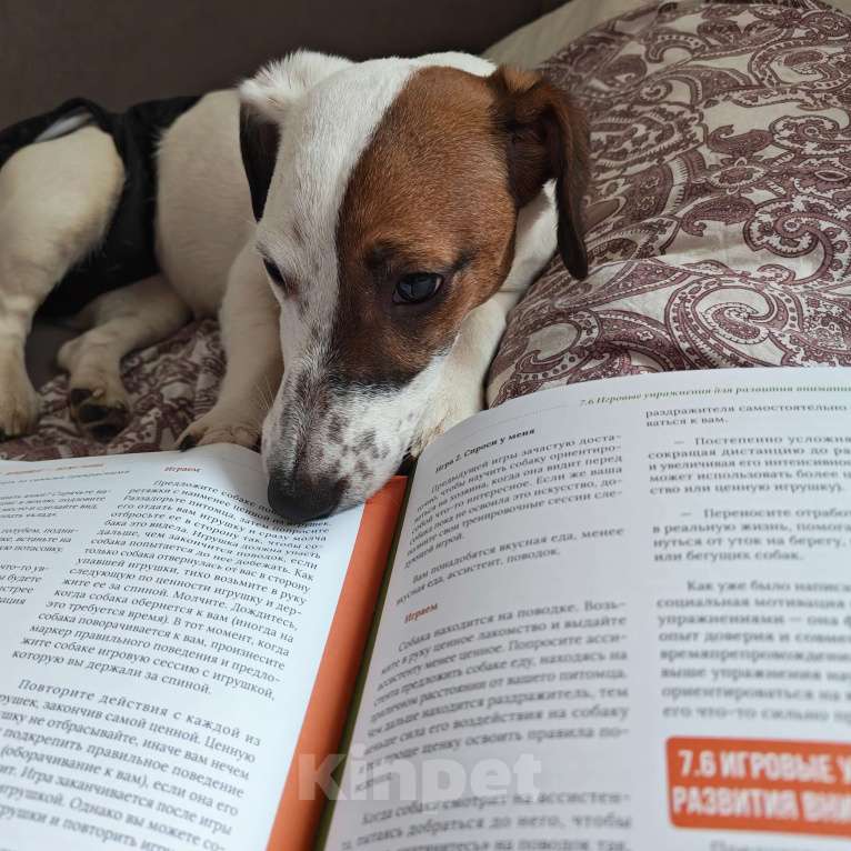 Собаки в Долгопрудном: Молли Девочка, 10 000 руб. - фото 2