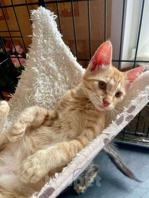 Кошки в Москве: Котенок Солнышко Мальчик, Бесплатно - фото 2