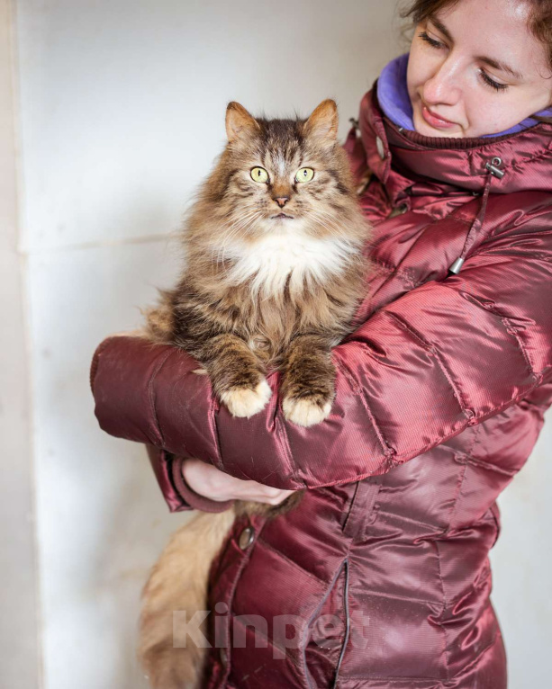 Кошки в Троицке: Супер-ласковый, компанейский котик ищет дом! Мальчик, Бесплатно - фото 3
