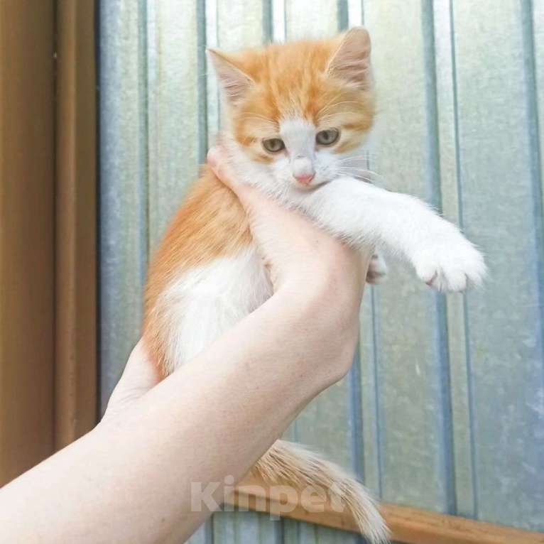 Кошки в Москве: Котенок в добрые руки  Мальчик, Бесплатно - фото 1