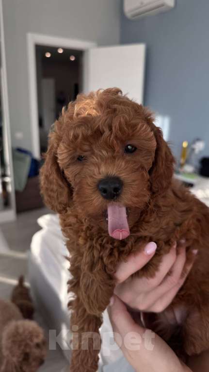 Собаки в Москве: Щенок мальтипу f2 девочка  Девочка, 150 000 руб. - фото 2