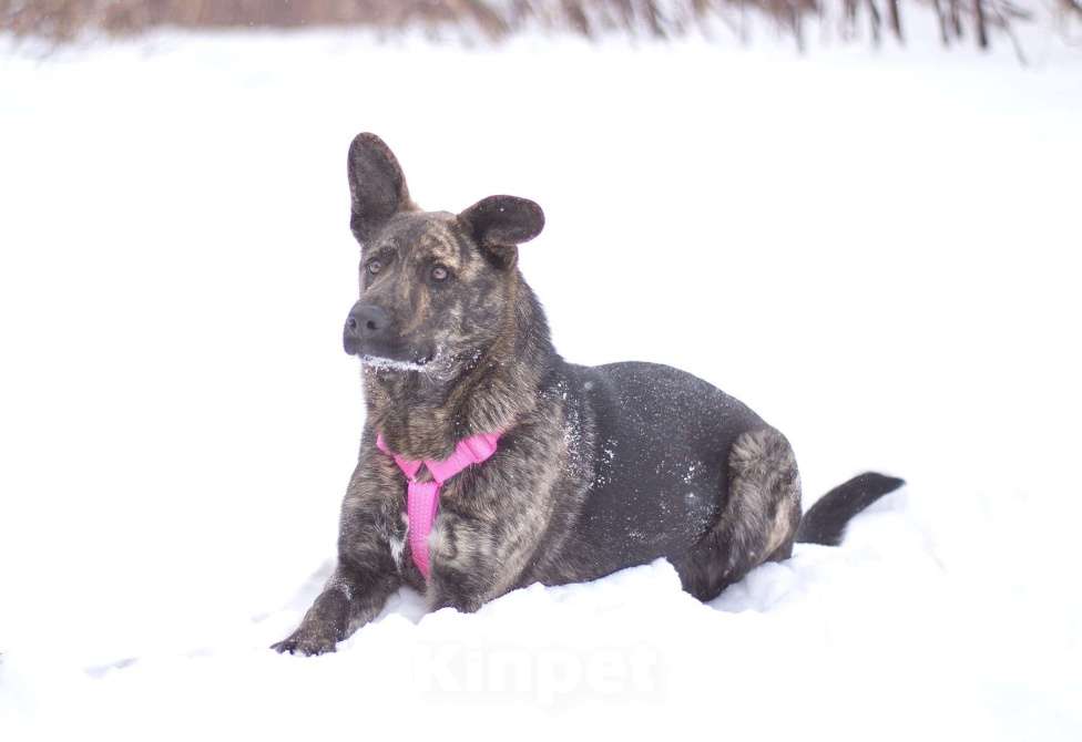 Собаки в Москве: Тигровая собака Ребека в добрые руки Девочка, Бесплатно - фото 6