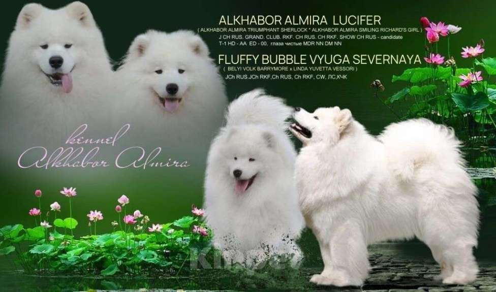 Собаки в Москве: Самоеды детки Девочка, 50 000 руб. - фото 2