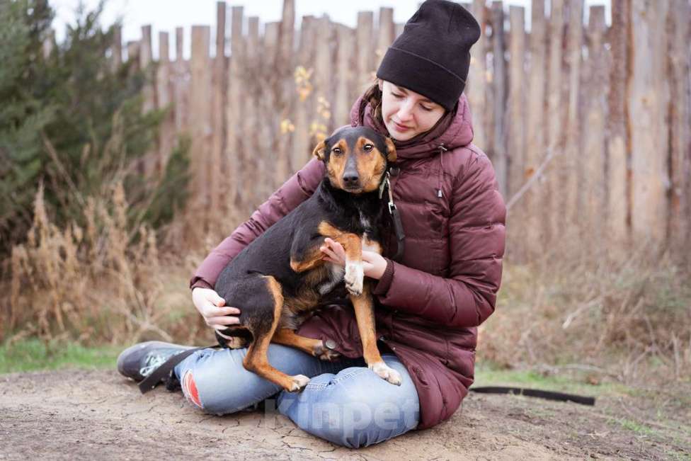 Собаки в Москве: Собака из приюта ищет дом Мальчик, Бесплатно - фото 1