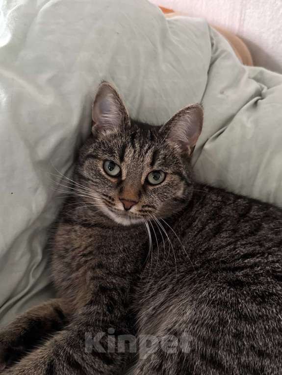 Кошки в Екатеринбурге: Потерялась кошечка ХВОСТИК  Девочка, 10 000 руб. - фото 9