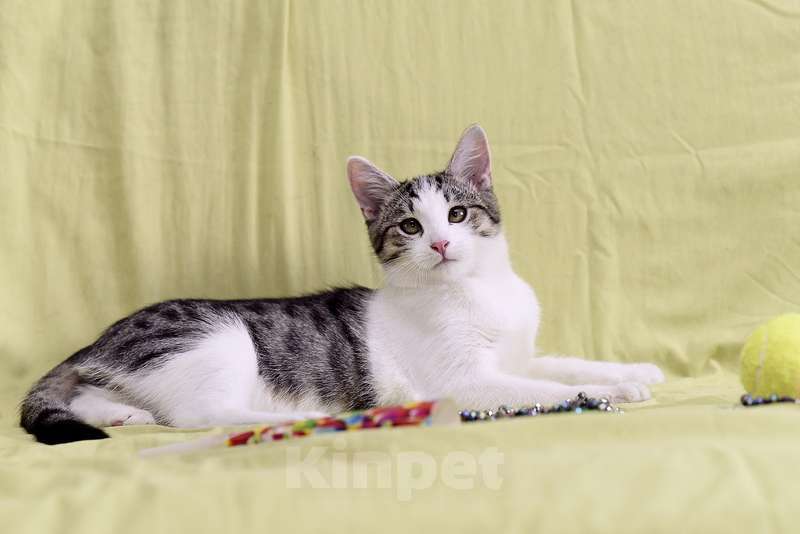 Кошки в Москве: Крис — главный приз! Котенок в добрые руки Мальчик, Бесплатно - фото 4