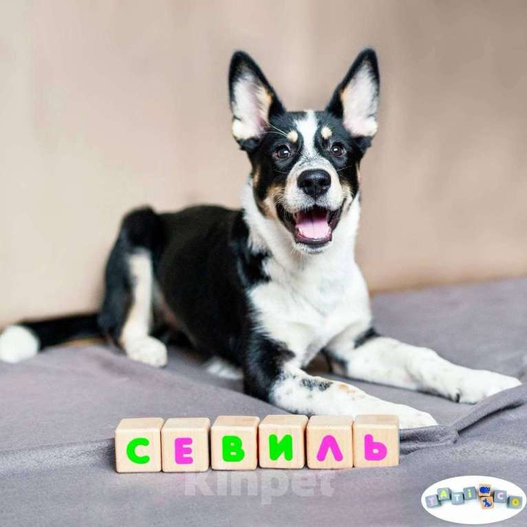 Собаки в Москве: Щенок акиты в добрые руки  Девочка, Бесплатно - фото 1