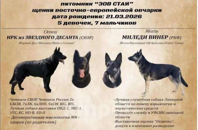 Собаки в Усмани: Шикарный парень. Мальчик, 60 000 руб. - фото 2