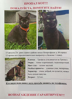 Объявление: Пропал кот, Петергофское шоссе, 84, СПб, 1 000 руб., Санкт-Петербург