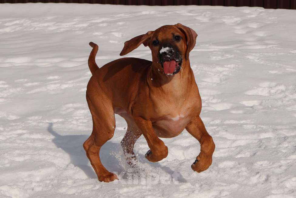 Собаки в Москве: Девочка Родезийского Риджбека Девочка, Бесплатно - фото 4