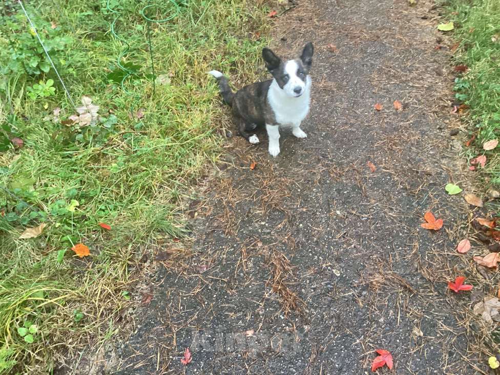 Собаки в других городах Московской области: Найдена собака Девочка, Бесплатно - фото 1