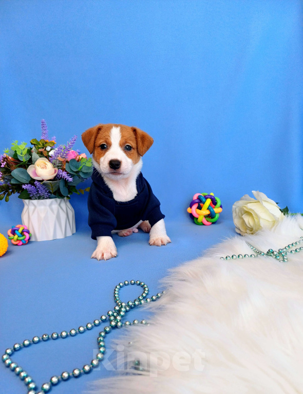Собаки в Тюмени: Щенки Джек Рассел терьер мальчики и девочки Мальчик, 35 000 руб. - фото 7