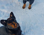 Собаки в Пушкино: Рони щенок 5 месяцев бесплатно Мальчик, 1 руб. - фото 2